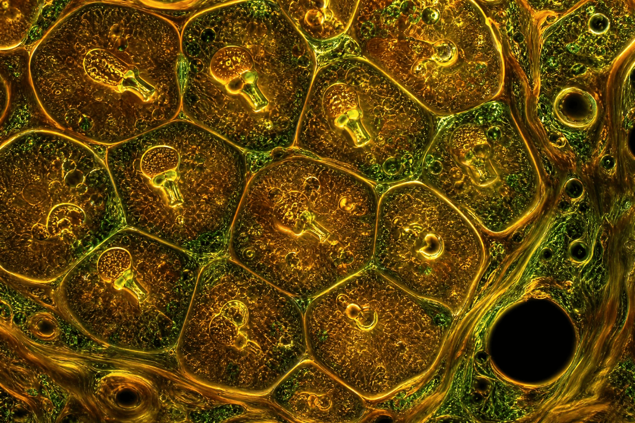 Mikroskopische Aufnahme von Leberzellen mit leuchtend goldenen und grünen Strukturen, die den Abbau von Wirkstoffen durch Leberenzyme veranschaulichen