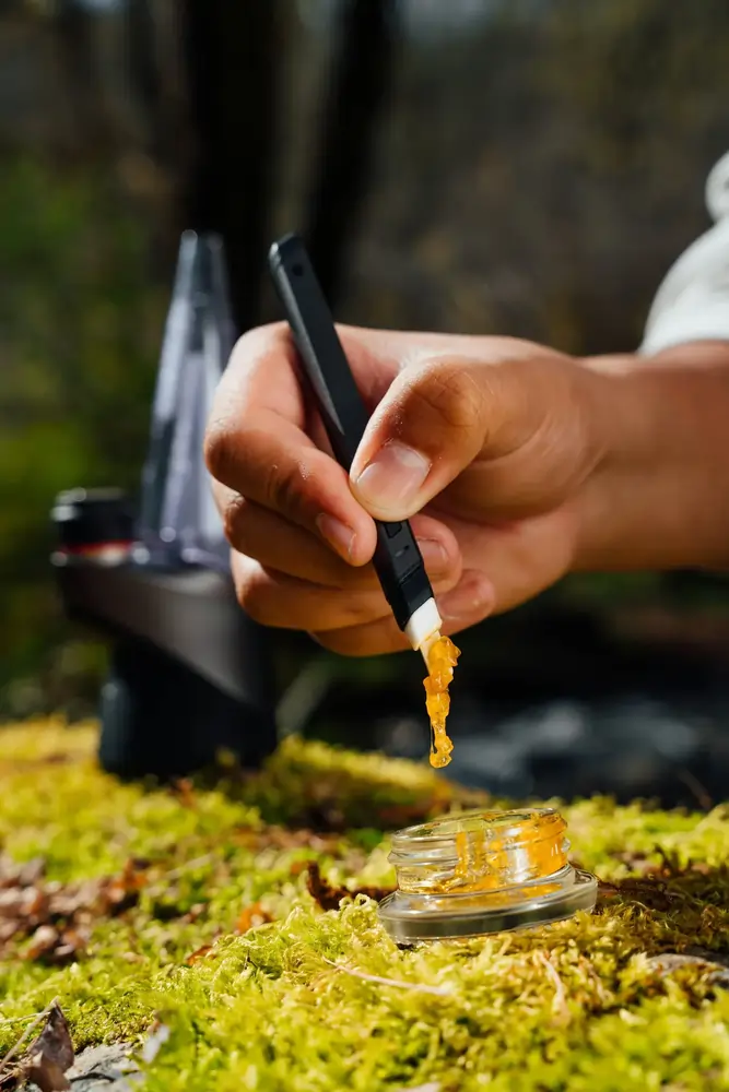 Hand mit Dab-Tool entnimmt goldenen Cannabiskonzentrat aus kleinem Glas auf Moos