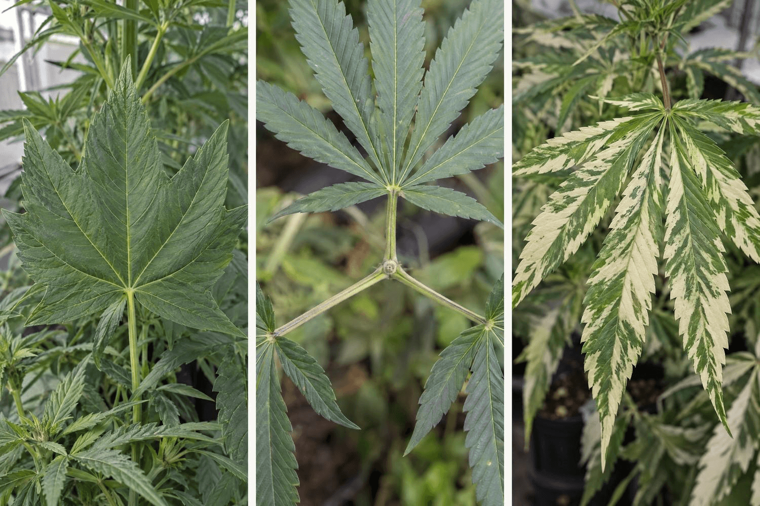 Dreiteilige botanische Darstellung von Cannabis-Blattmutationen: links ein Ducksfoot-Blatt mit breit verbundenen Blättchen, in der Mitte drei getrennte Fächerblätter, die aus demselben Stängelknoten wachsen, rechts ein Fächerblatt mit unregelmäßigem weiß-grünem Panaschierungsmuster.