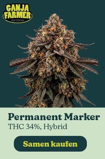 Ganja farmer permanent marker thc 34