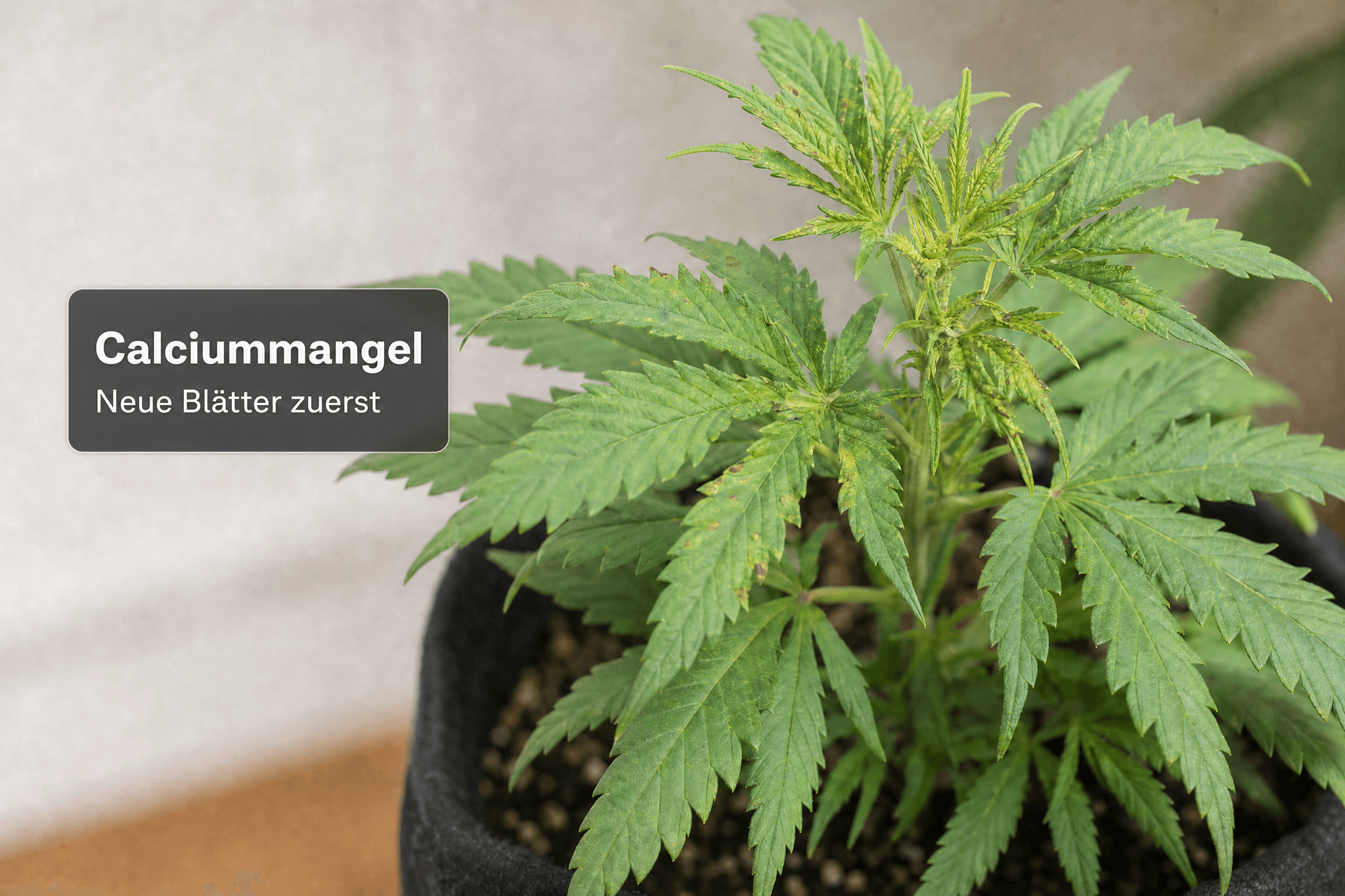 Junge Cannabispflanze mit kleinen rostbraunen Flecken und leicht verformtem Neuaustrieb an den oberen Blättern.