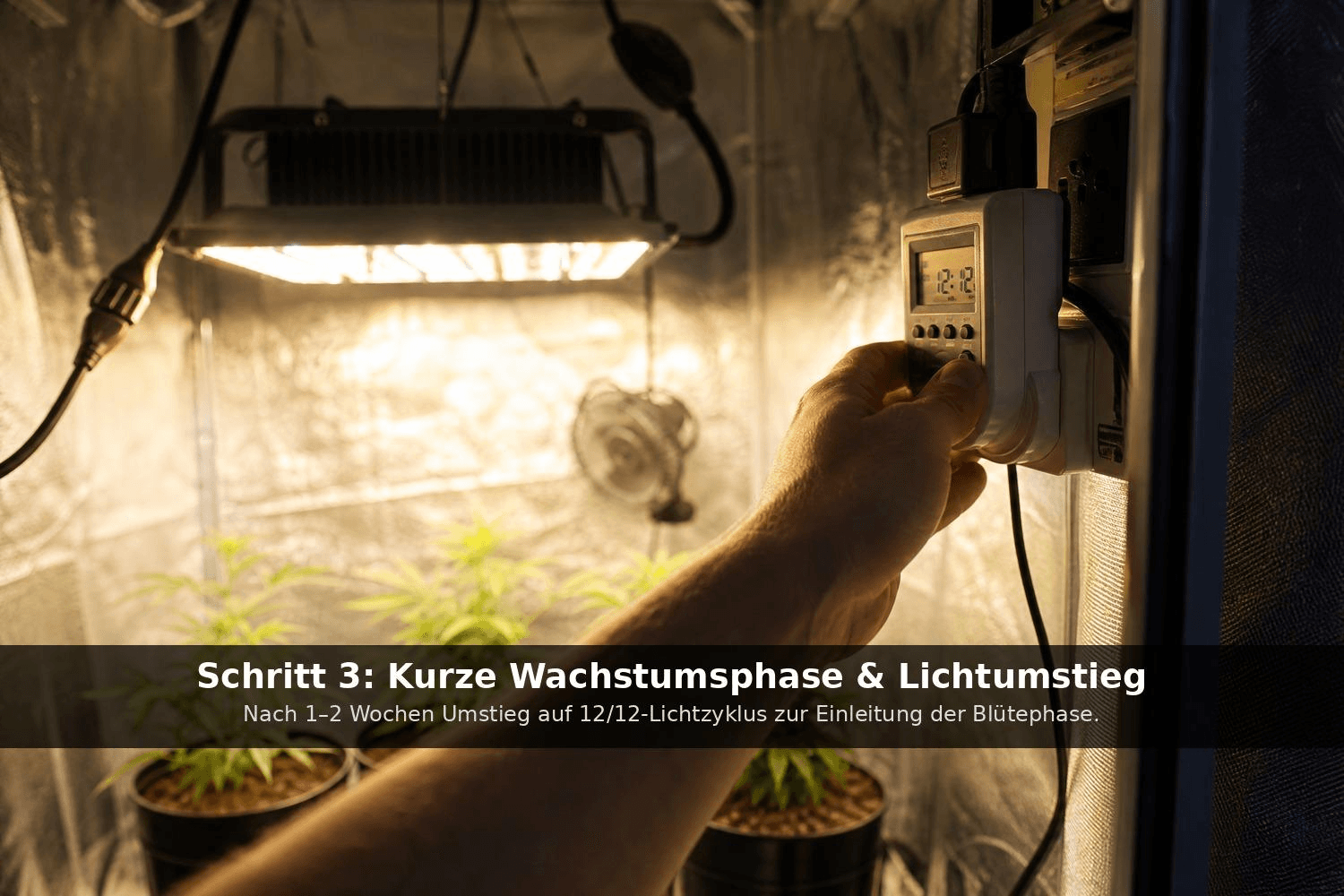 Hand stellt einen digitalen Zeitschalter auf 12/12-Stunden-Rhythmus ein, im Hintergrund drei Cannabispflanzen unter LED-Licht.