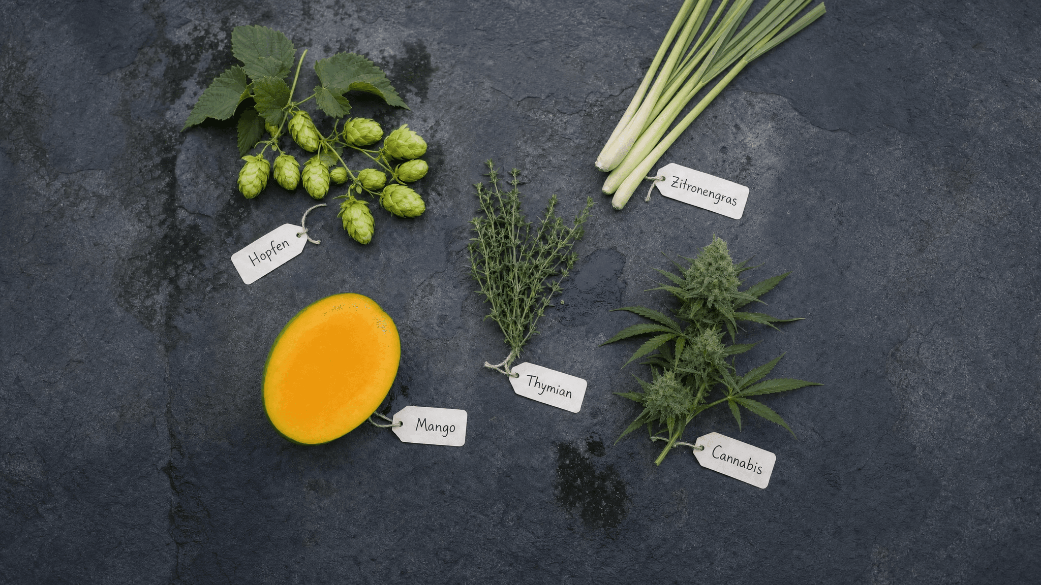 Hopfen, Mango, Thymian, Zitronengras und Cannabis nebeneinander – alle fünf Pflanzen enthalten das Monoterpen β-Myrcen, das häufigste Terpen in Cannabis.