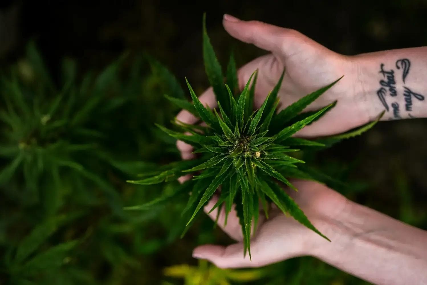 Hände halten grüne Cannabispflanze von oben, scharfe Blätter, Tattoo am Handgelenk