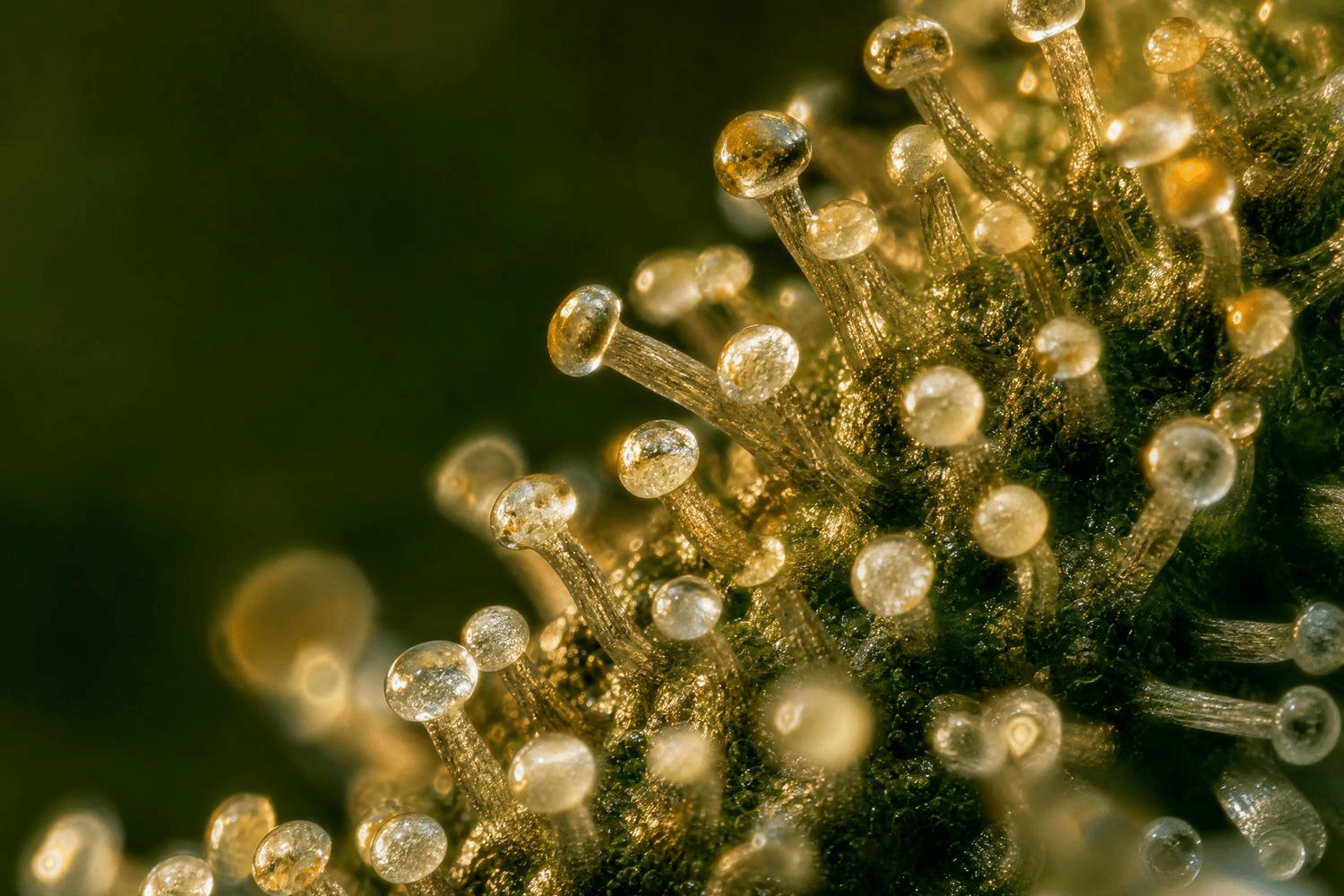 Extreme Makroaufnahme von Trichomen auf einer Cannabisblüte: pilzförmige, klare Harzdrüsen auf feinen Stielen leuchten golden im Gegenlicht – in ihnen entstehen Terpene, Cannabinoide und aromagebende Flavorants.