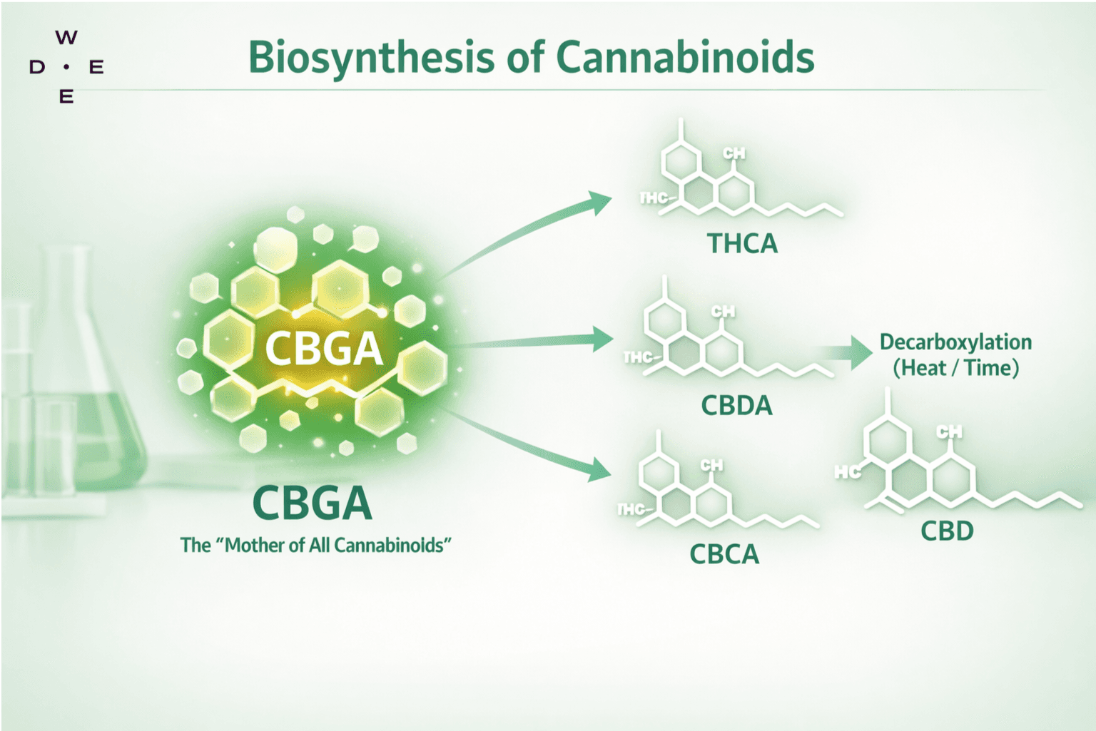 Infografik: CBGA-Biosynthese zu THC, CBD und CBC