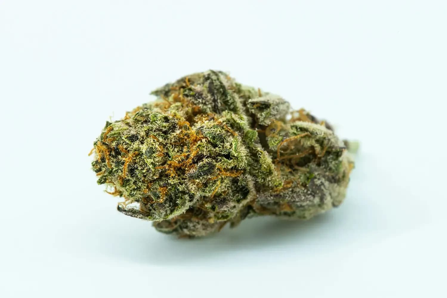 Grüne Cannabisknospe mit orangen Haaren und sichtbaren Trichomen auf hellem Grund