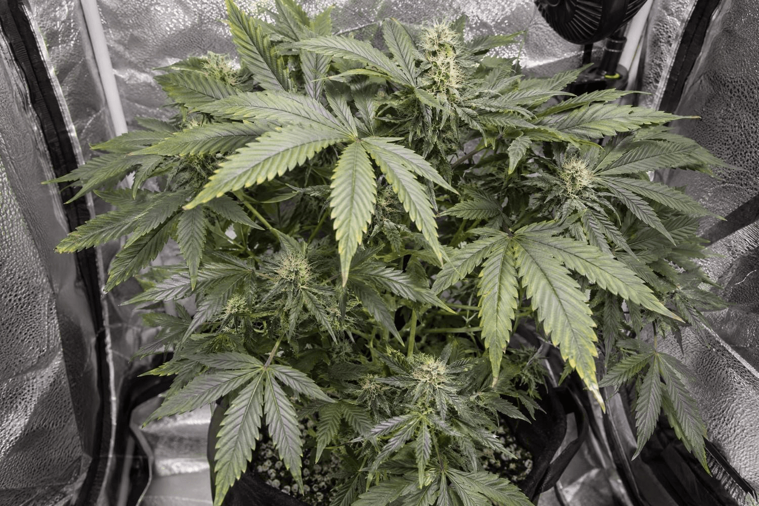 Blühende Cannabispflanze im reflektierenden Growzelt aus schräger Vogelperspektive: Große Fächerblätter im oberen Blätterdach überragen mehrere Blütenstände.