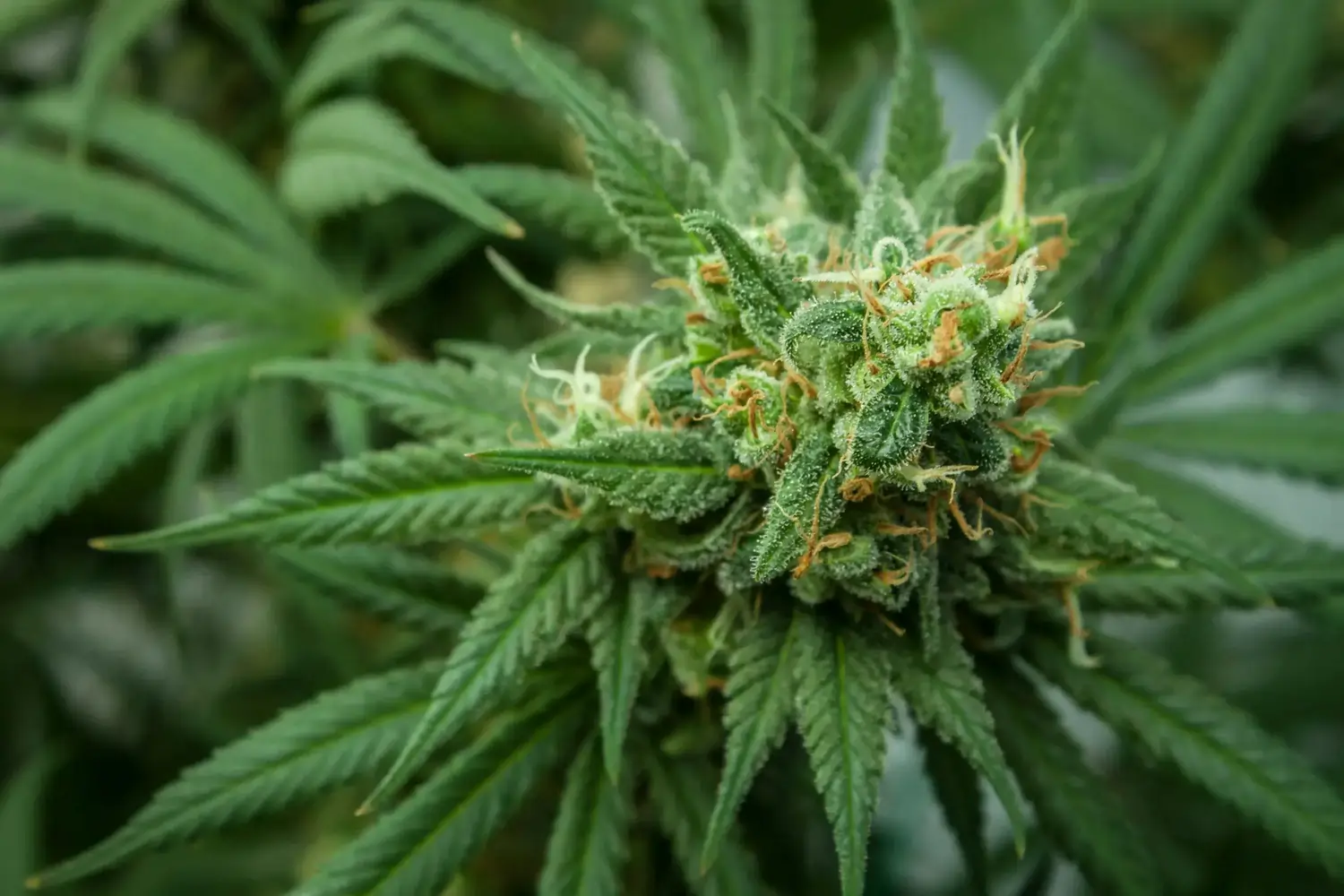 Nahaufnahme einer grünen Cannabisblüte mit sichtbaren Trichomen und orangen Härchen