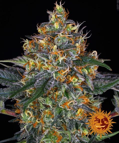 Cannabis der Sorte Moby Dick Auto