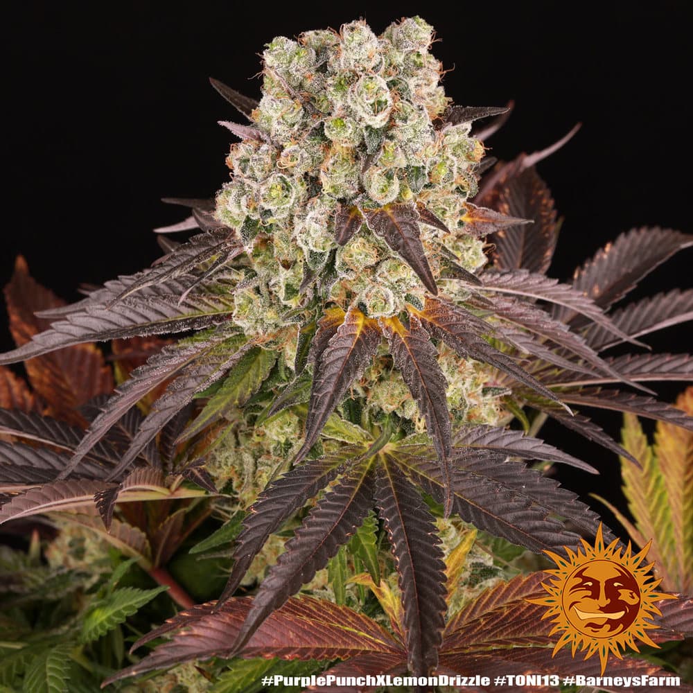 Cannabis der Sorte Purple Punch x Lemon Drizzle