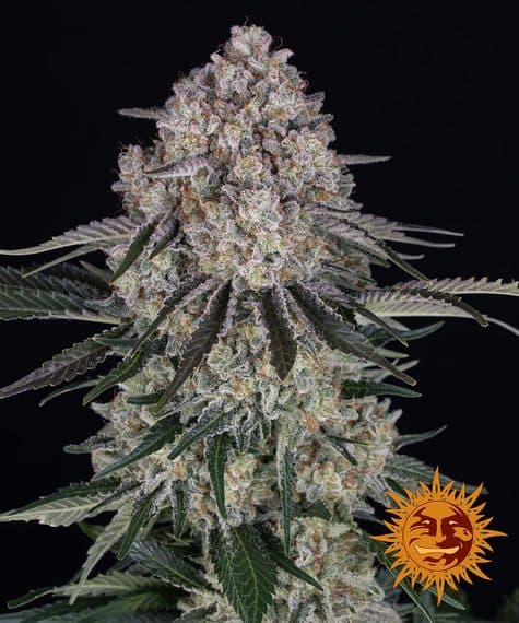 Cannabis der Sorte Sour Diesel Auto