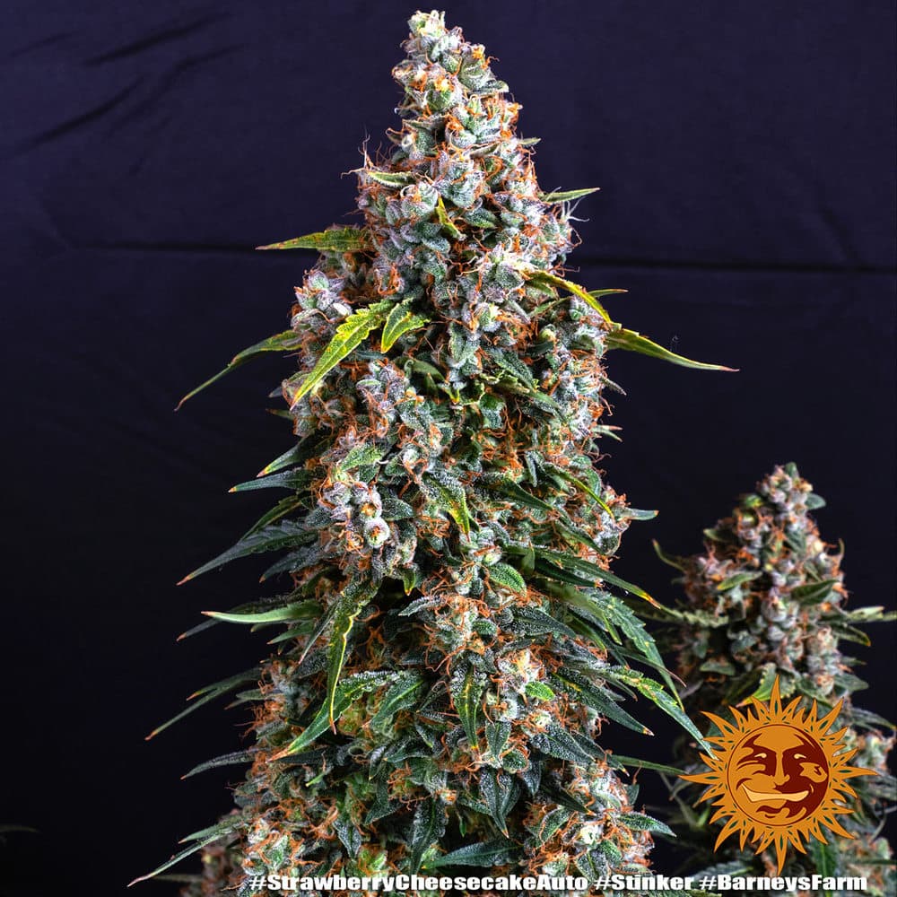 Cannabis der Sorte Strawberry Cheesecake Auto