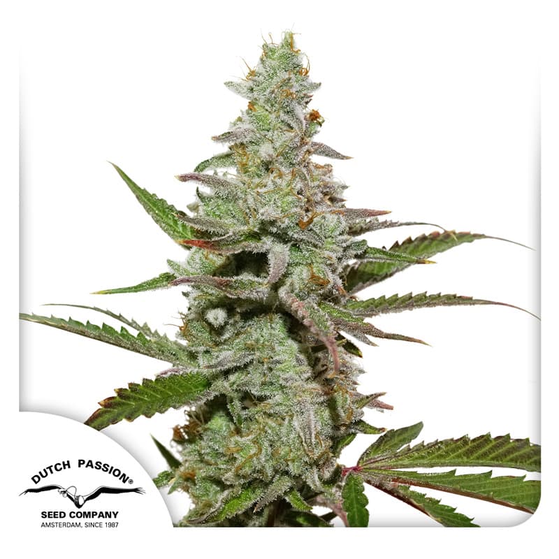 Cannabis der Sorte Amsterdam Amnesia