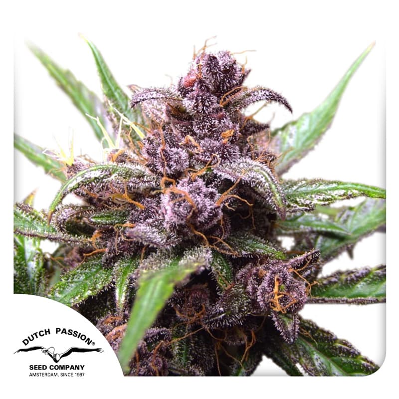 Cannabis der Sorte Auto Blackberry Kush