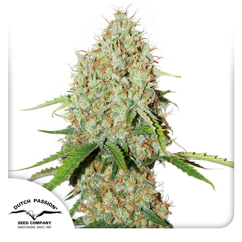 Cannabis der Sorte Auto Brooklyn Sunrise