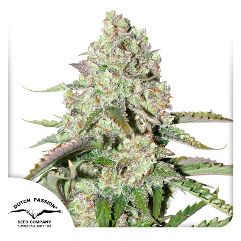 Cannabis der Sorte Auto Colorado Cookies