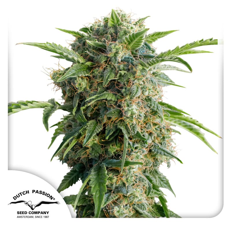 Cannabis der Sorte Auto Daiquiri Lime