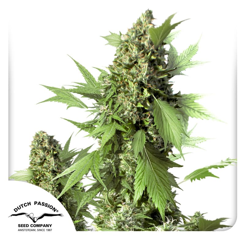 Cannabis der Sorte Auto Duck