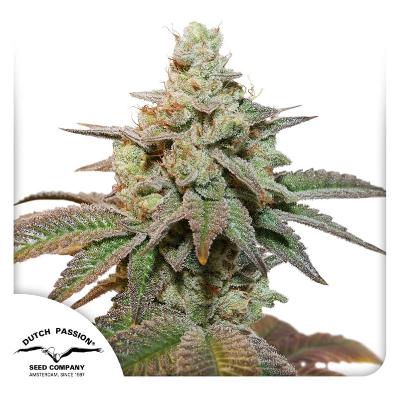 Cannabis der Sorte Auto Kerosene Krash
