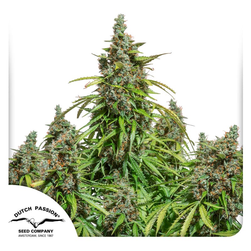 Cannabis der Sorte Auto Mazar