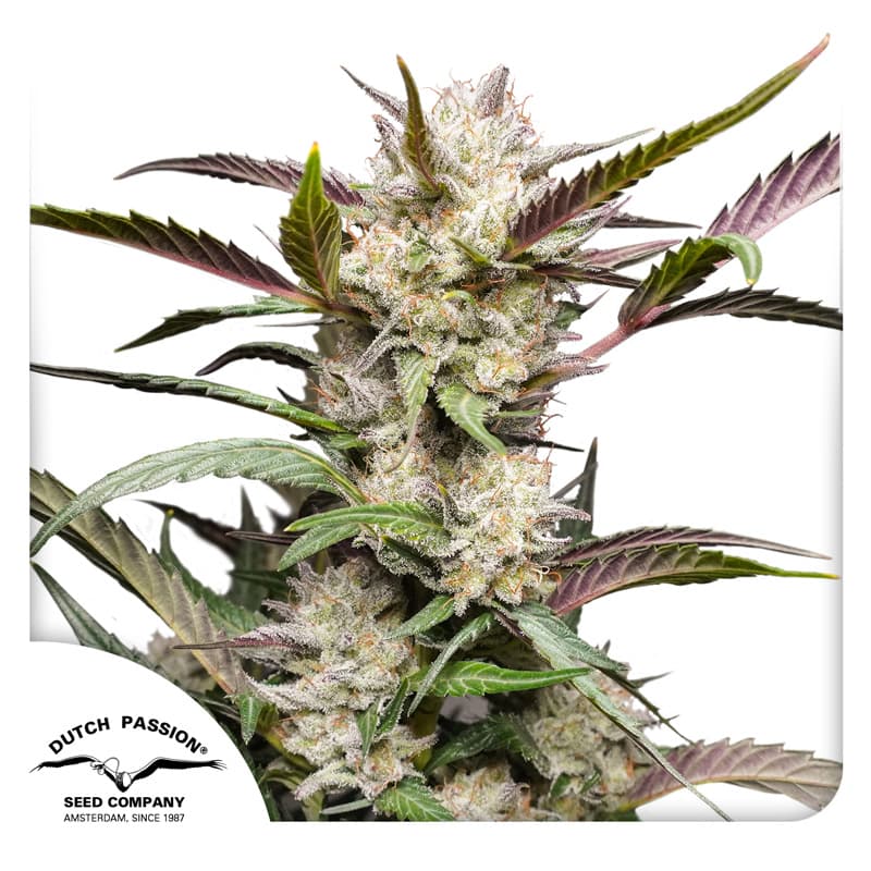 Cannabis der Sorte Auto Mimosa Punch