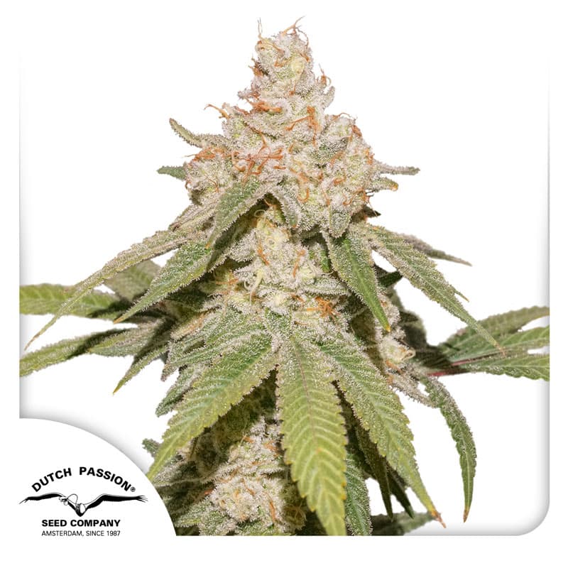 Cannabis der Sorte Auto SFV OG