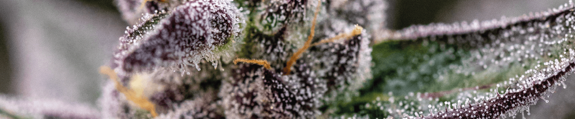 PURPLEFARM, OUTSIDE THE FLOWER
