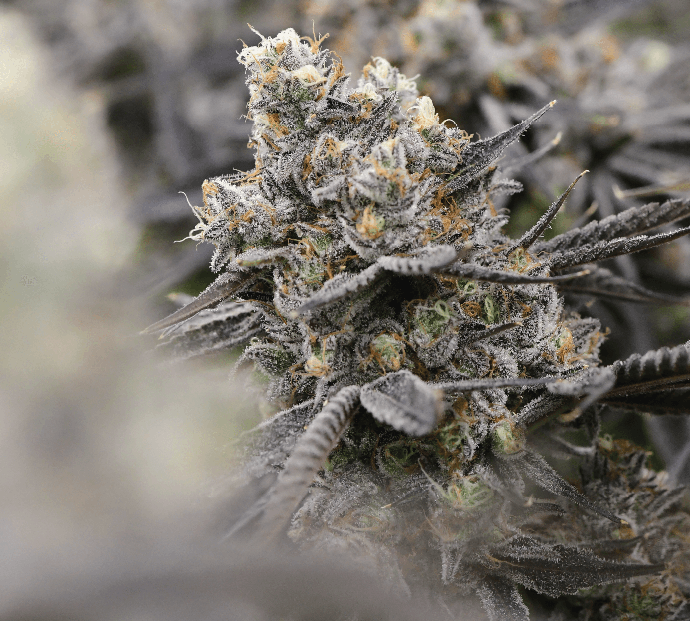 Every cultivar has a story. Discover the next one. Every cultivar has a story. Discover the next one.