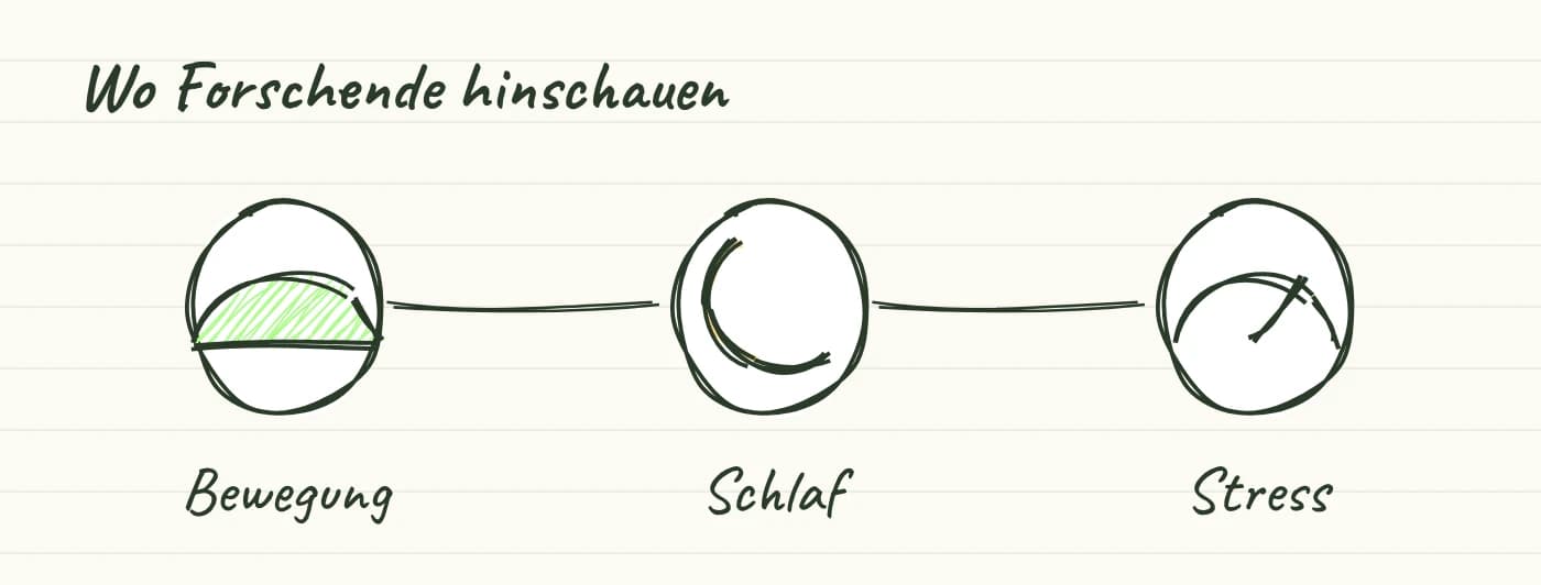 Handgezeichnete Symbole für Bewegung, Schlaf und Stress, jeweils mit dem Endocannabinoid-System verbunden.