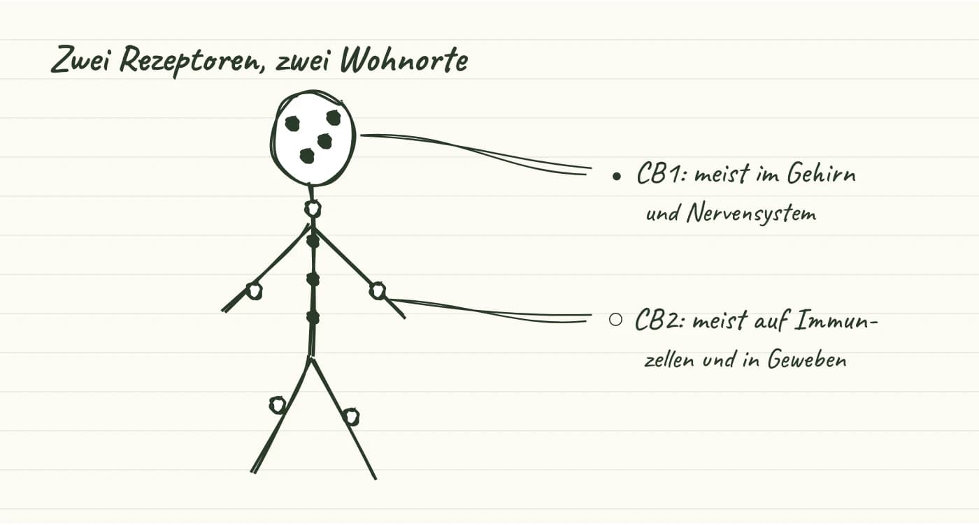 Handgezeichnete Körperumrisse: CB1-Rezeptoren vor allem im Gehirn und Nervensystem, CB2-Rezeptoren vor allem auf Immunzellen und in Geweben außerhalb des Gehirns.