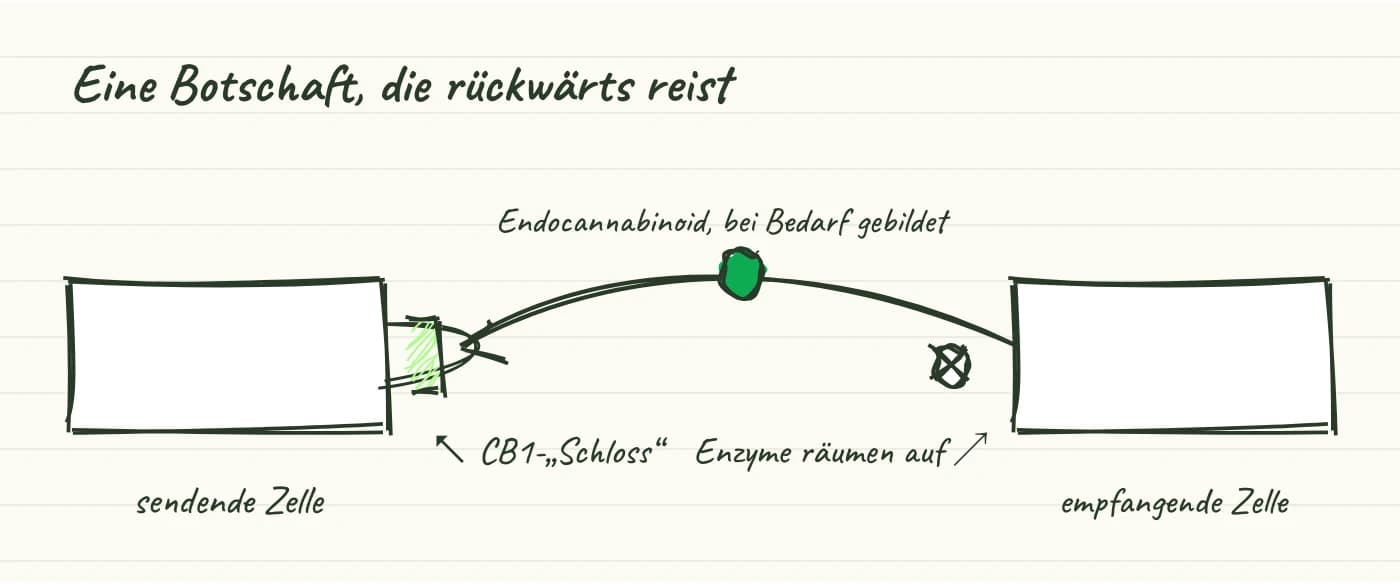 Handgezeichnete Skizze: Die empfangende Nervenzelle bildet bei Bedarf ein Endocannabinoid; es wandert zurück zur sendenden Zelle und dockt an einem CB1-Rezeptor an; danach bauen Enzyme es ab.