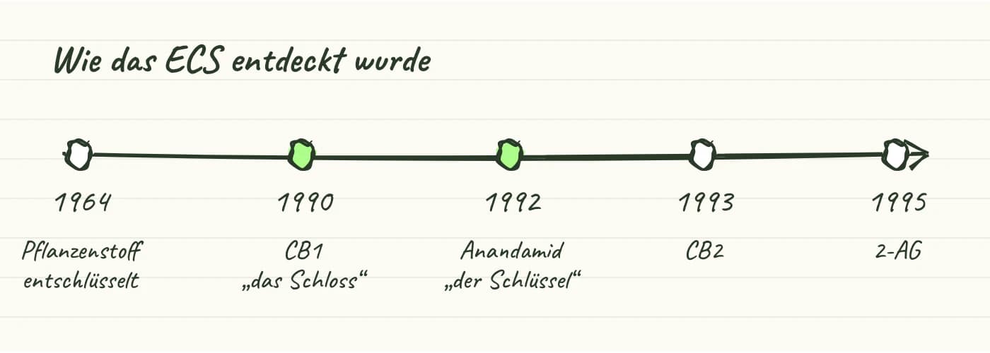 Handgezeichnete Zeitleiste: 1964 Pflanzenwirkstoff identifiziert, 1990 CB1-Rezeptor entdeckt, 1992 Anandamid entdeckt, 1993 CB2-Rezeptor entdeckt, 1995 2-AG entdeckt.