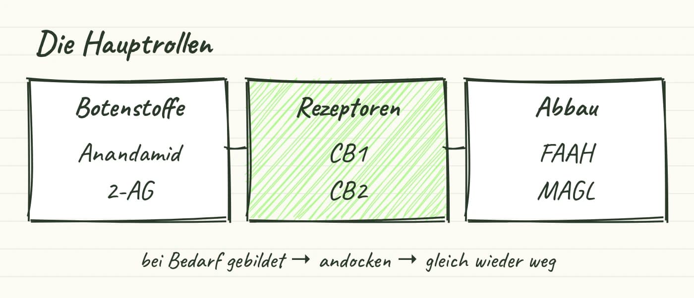 Handgezeichnete Übersicht: Botenstoffe Anandamid und 2-AG, Rezeptoren CB1 und CB2, Enzyme FAAH und MAGL.