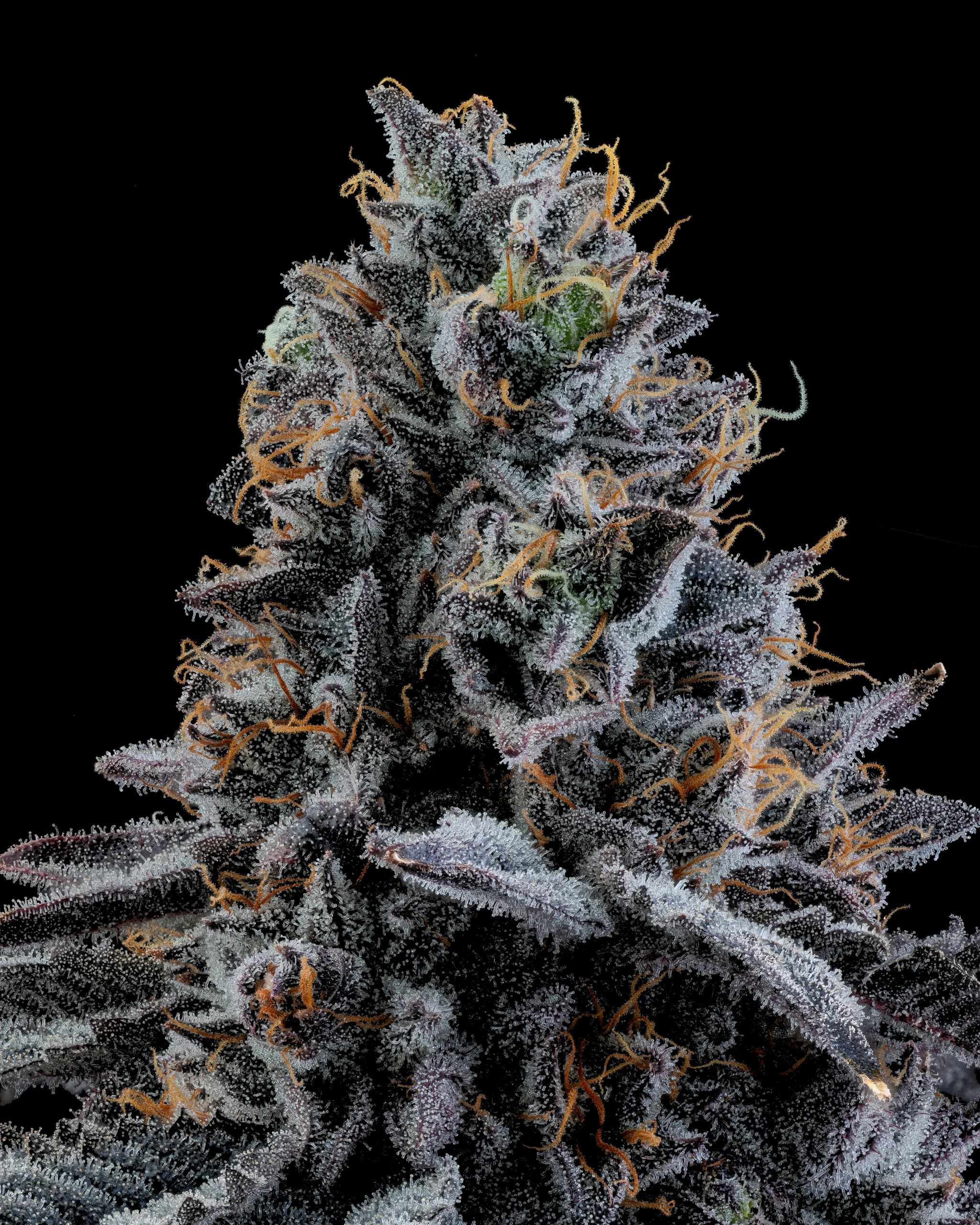 24/1 IUVO OC Ice Burn
