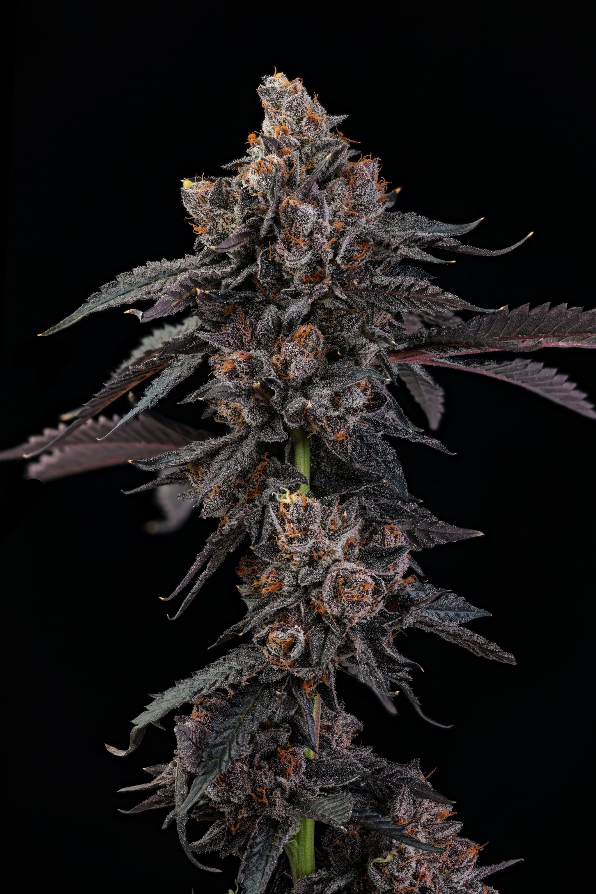 28/1 IUVO OC - Temptation