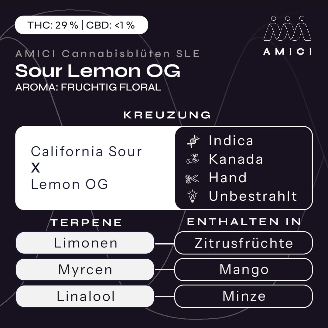 29/1 Amici SLE