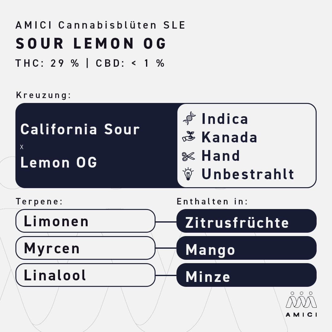 29/1 Amici SLE