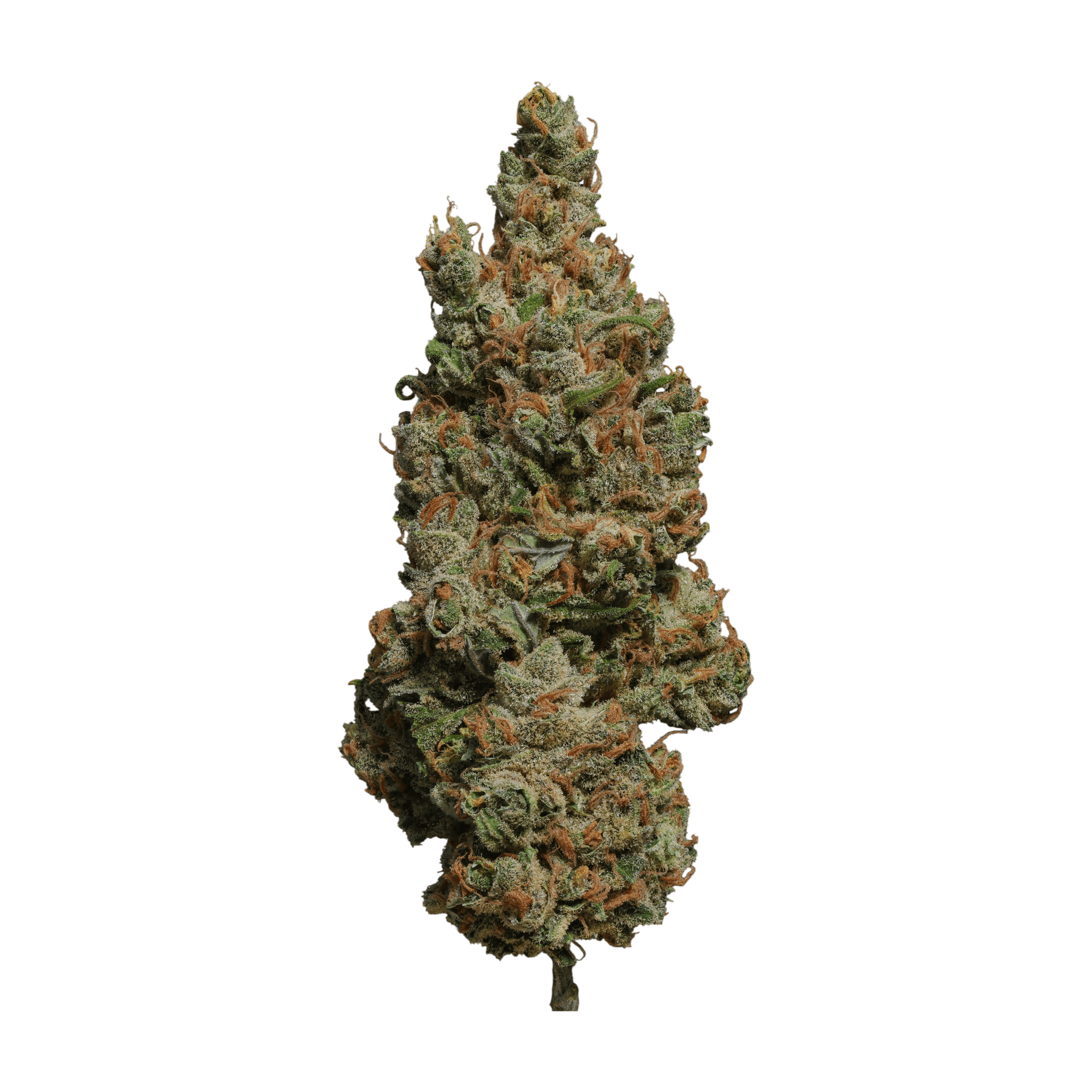 AMP Trichome MAL THC 22