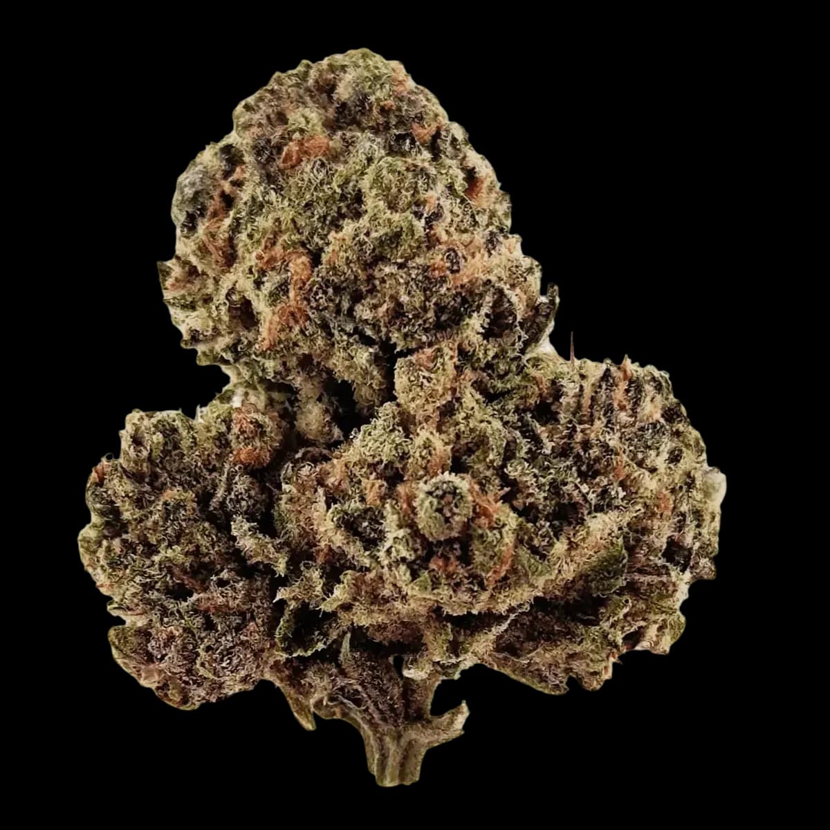 Cali X Zosa 28/1