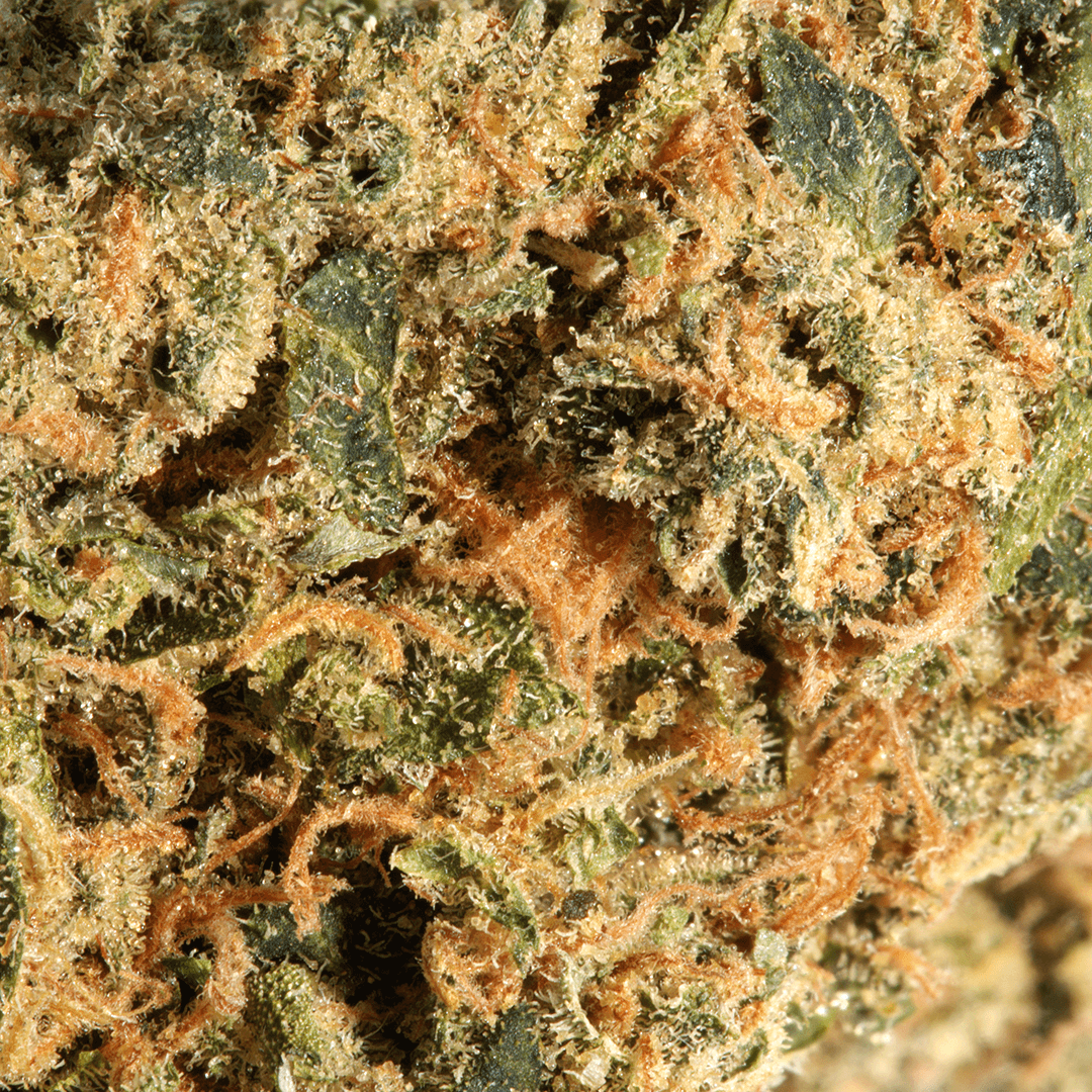 Cannabis flos 26/1 CSF Ku. Carnez Citric