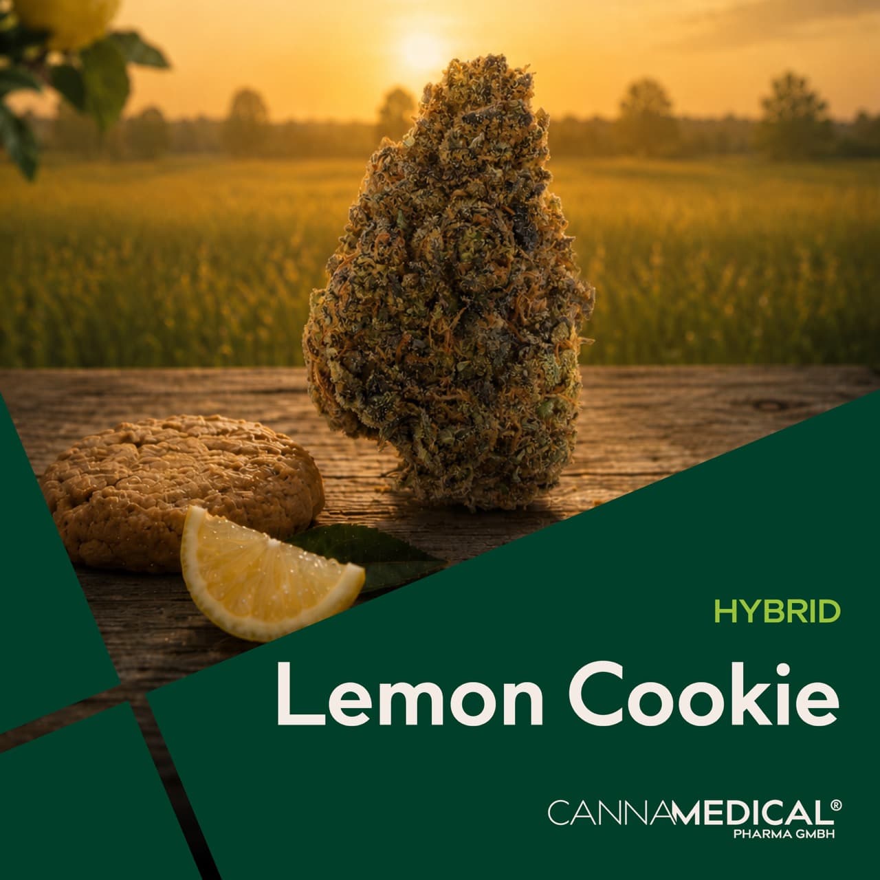 Cannamedical Hybrid Forte BC LC