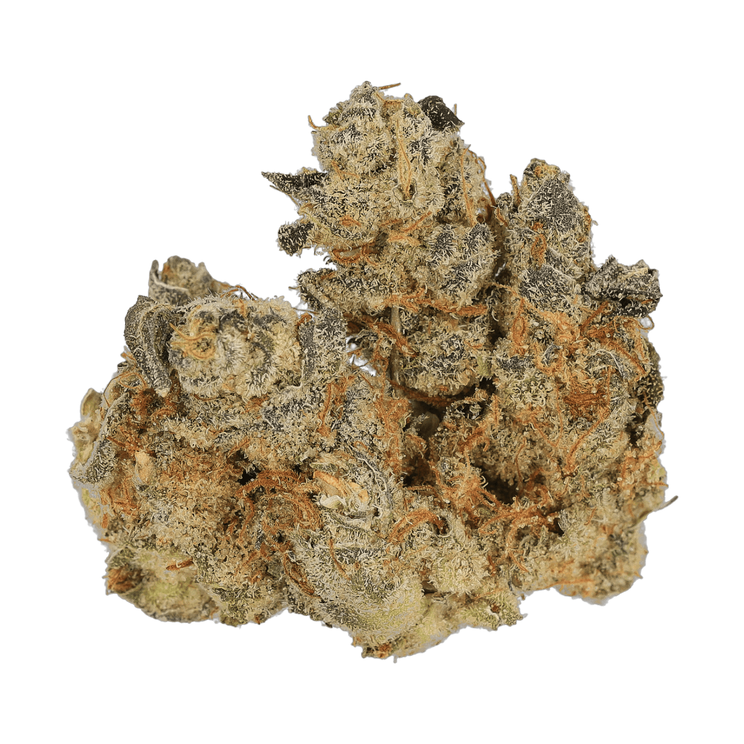 Cannamedical CM 31/1 SPC