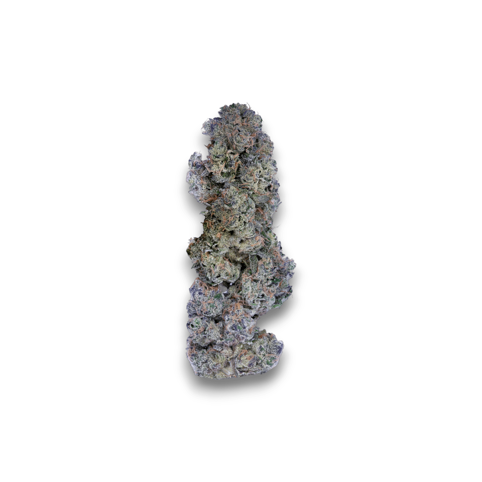 Cookies 2.0 Apples & Bananas 26/1 CAN