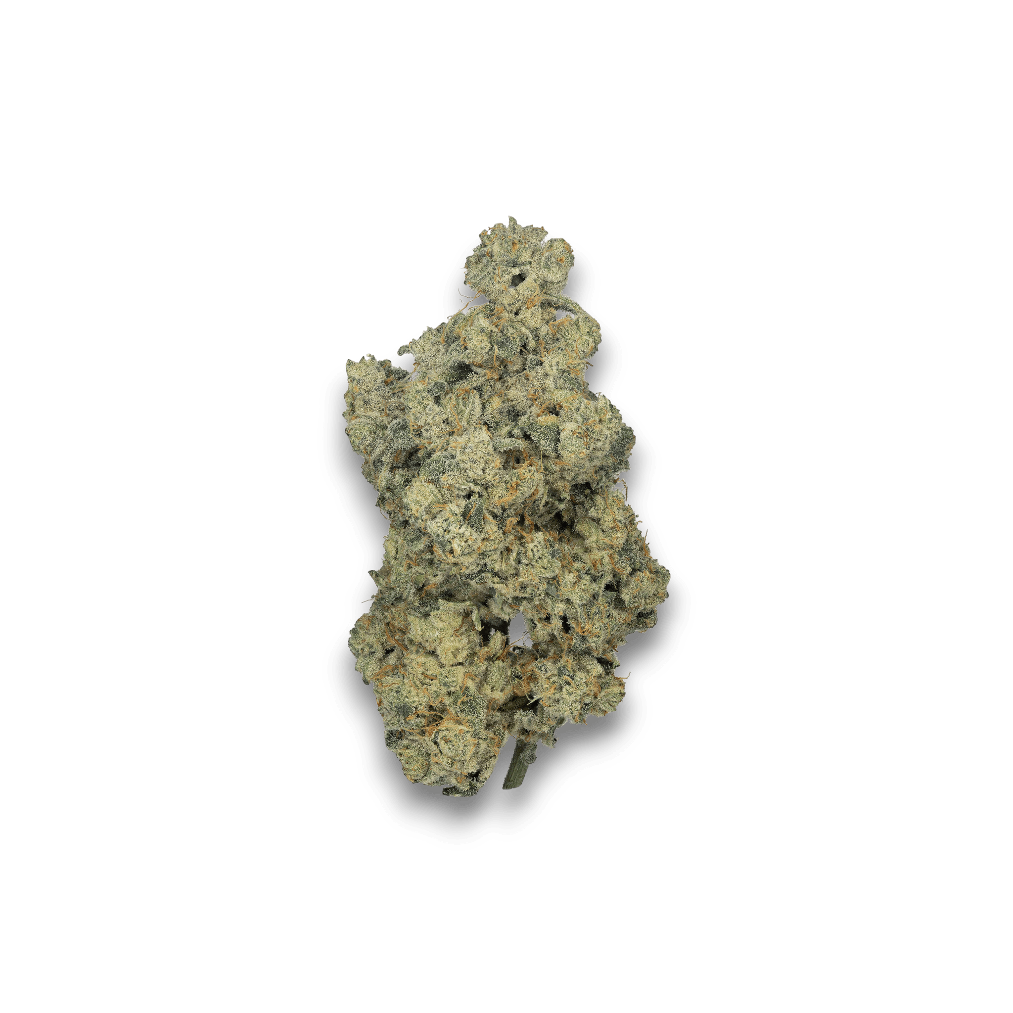 Cookies 2.0 Medellin 26/1 CAN