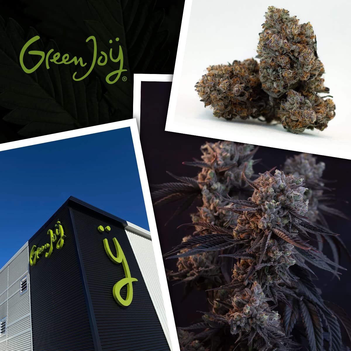 Green Joy CBG 37/1