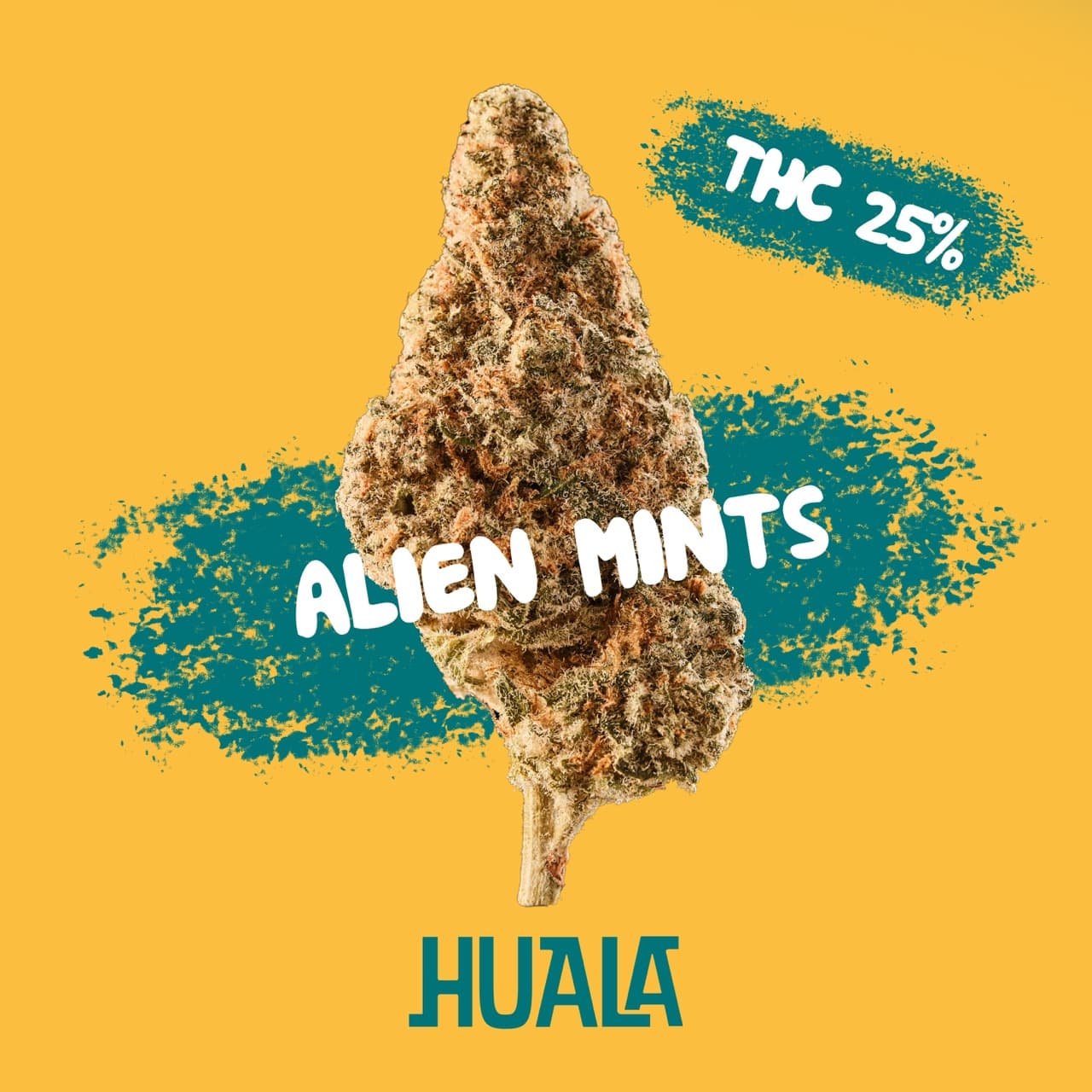 Huala 25/1 CA ALM