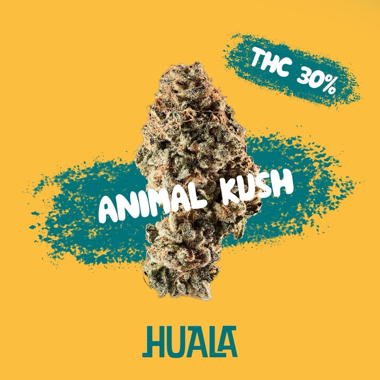 Huala 30/1 AMK