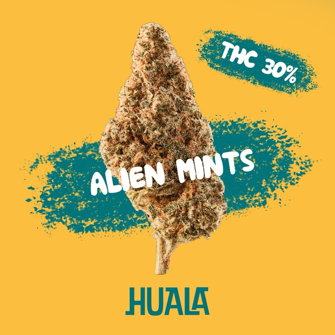 Huala 30/1 CA ALM
