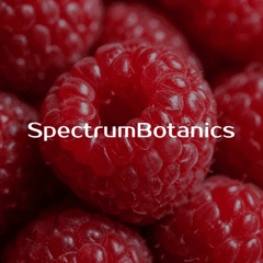 Spectrum Botanics THC Gummis Himbeere 20mg THC